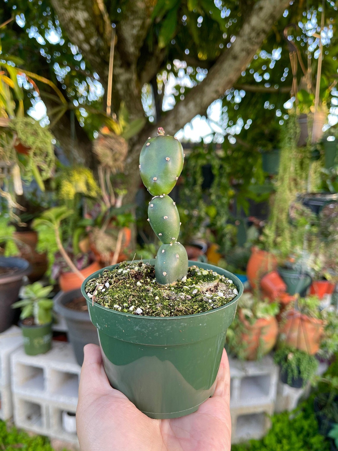 Opuntia Canterae Cactus Smooth Rare Succulent Live Cacti Plant Etsy