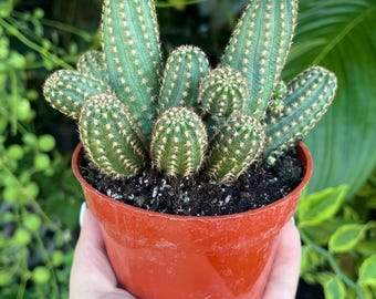 Peanut Cactus Echinopsis Rare Cactus Succulent Cacti Live Plant