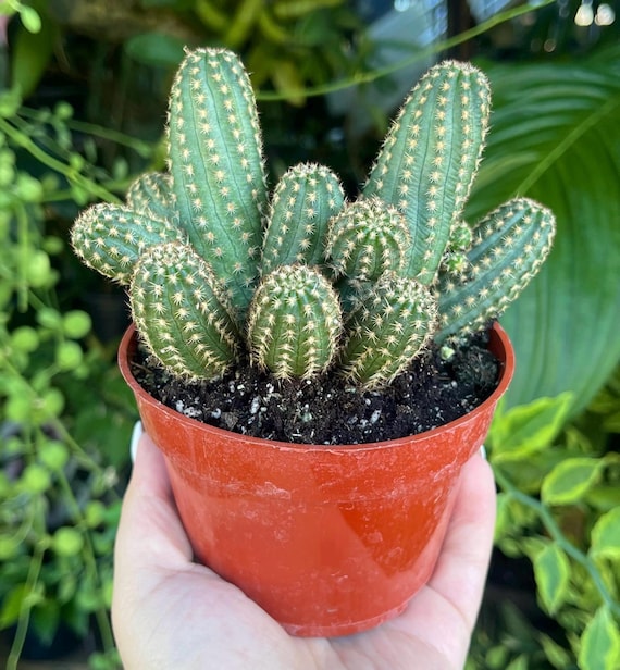Buy Peanut Cactus Echinopsis Rare Cactus Succulent Cacti Live Plant Online  in India - Etsy