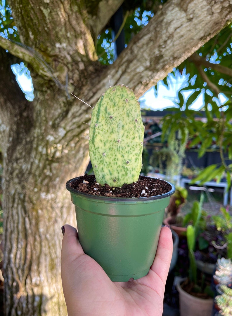 LilyParadiseFlowers Opuntia Cactus