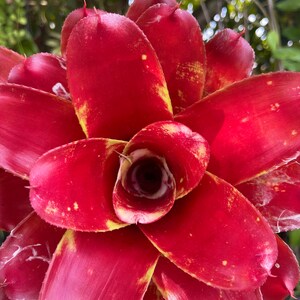 6 Neoregelia Lamberts Pride Bromeliad Rare Live Plant image 5