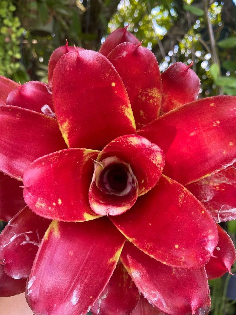 6 Neoregelia Lamberts Pride Bromeliad Rare Live Plant image 5