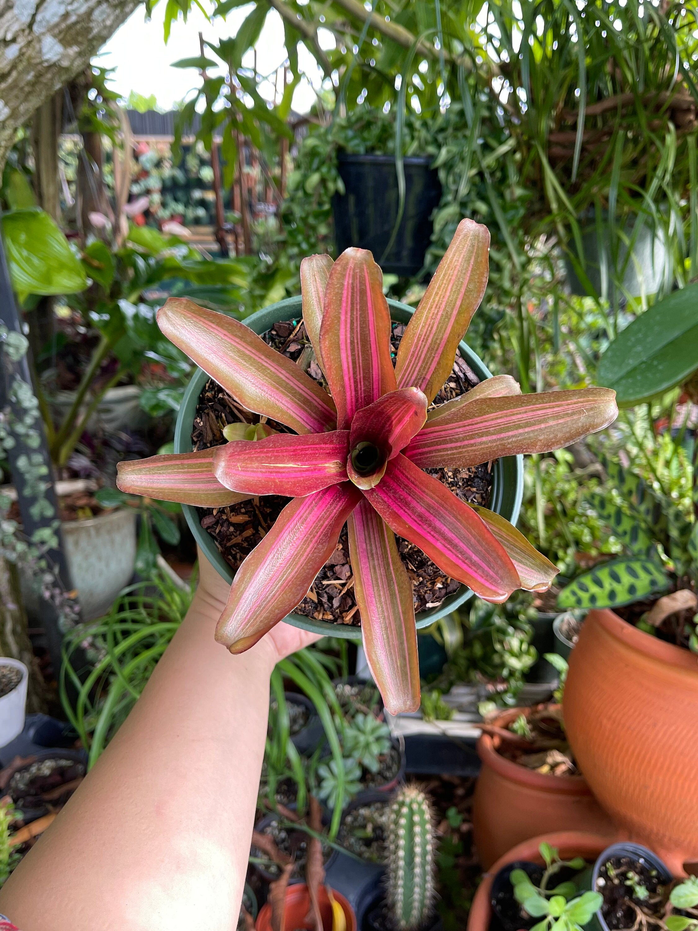 6” Bromeliad Neoregelia Skotak's Zoe Rare Live Plant - Etsy