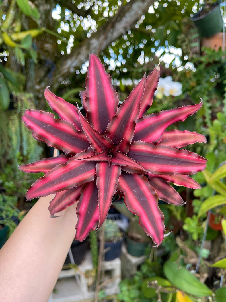 Cryptanthus Earth Star Rare Succulent Live Plant image 2