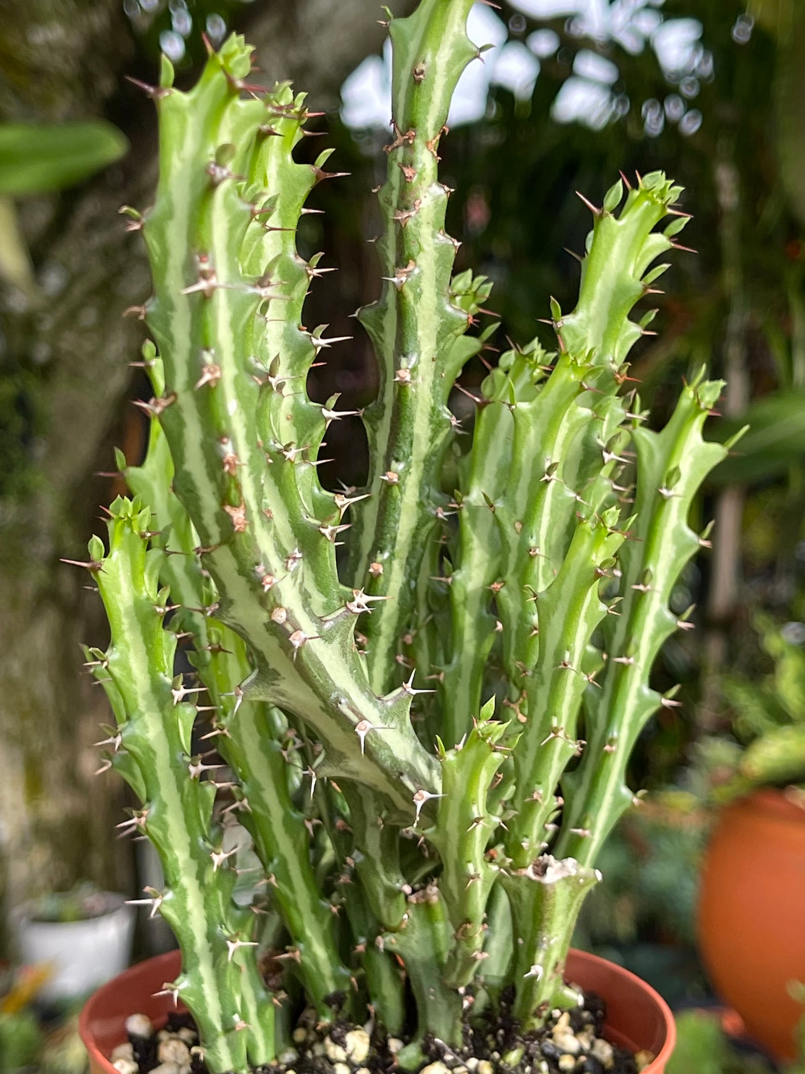Euphorbia Knuthii Cactus Rare Succulent Live Cacti Plant Etsy