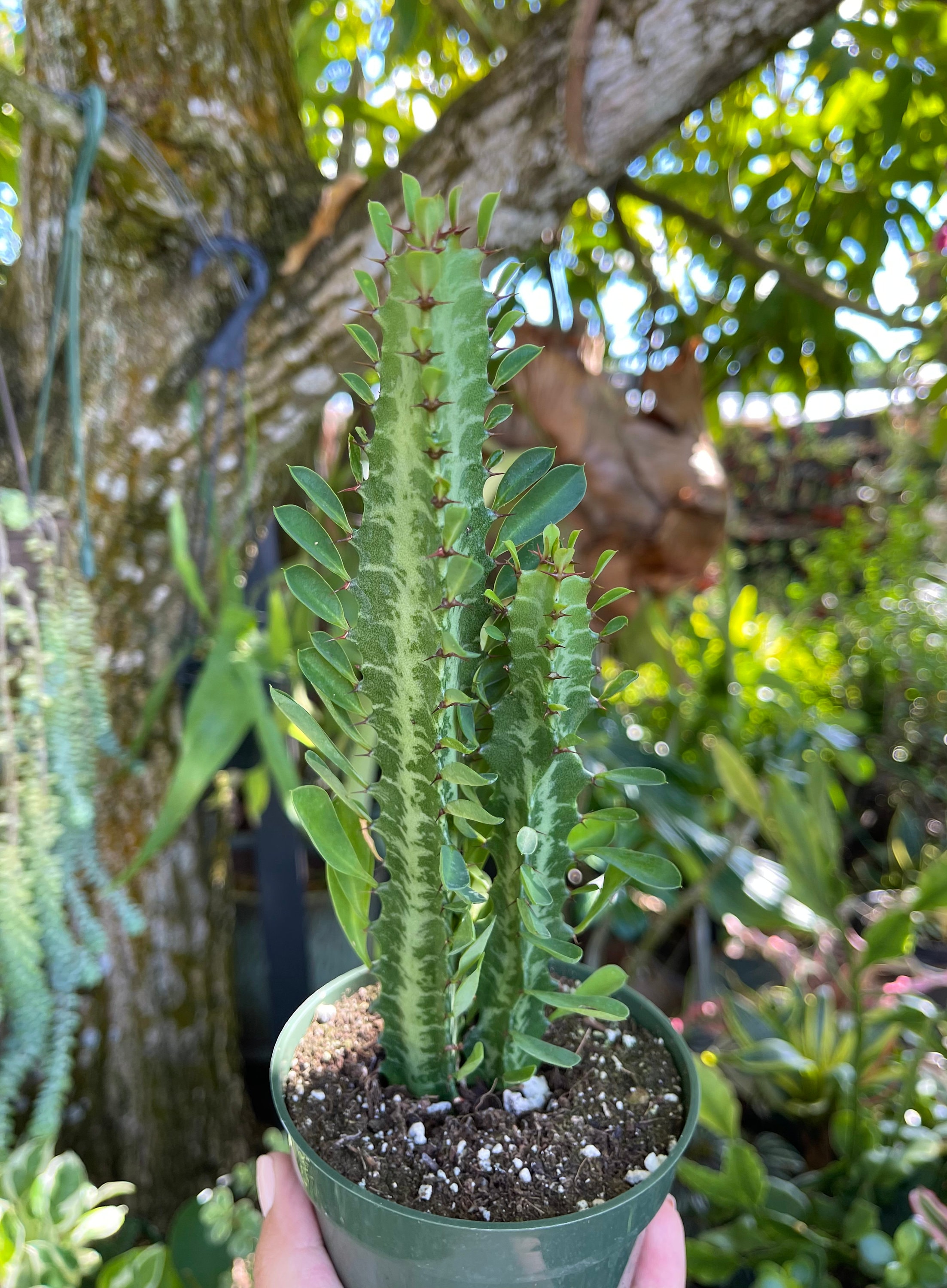 finger kaktus Lady Finger Cactus