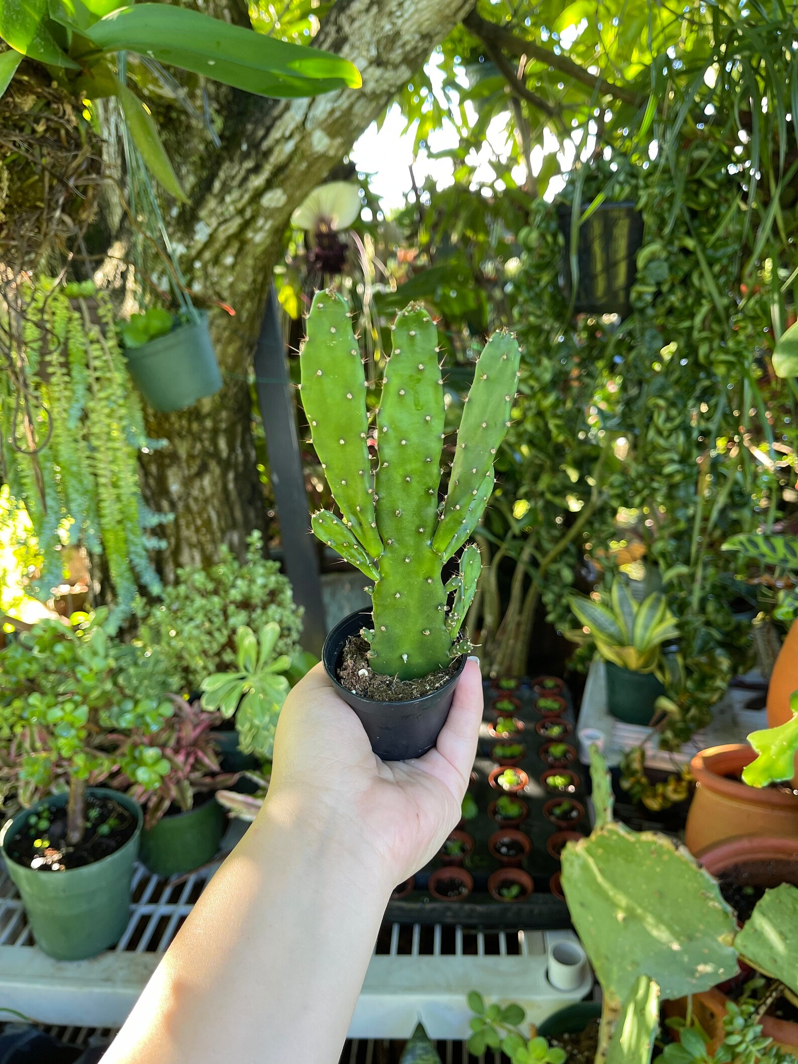 Opuntia Monacantha Maverick Cactus Rare Succulent Live Cacti Plant Etsy