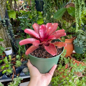 6 Bromeliad Neoregelia Fireball Rare Live Plant imagem 3