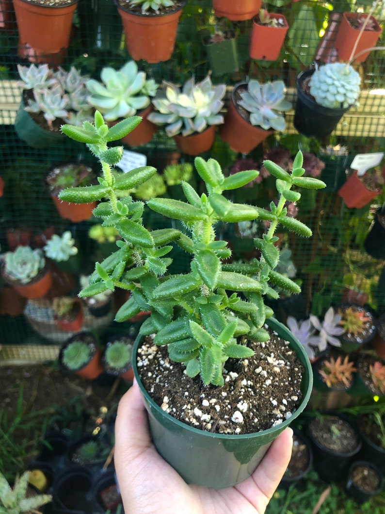 Delosperma Echinatum Pickle Plant Rare Succulent Live Plant image 1