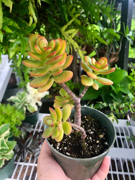 Yellow Hummel Jade Crassula Rare Succulent Live Plant - Etsy Canada