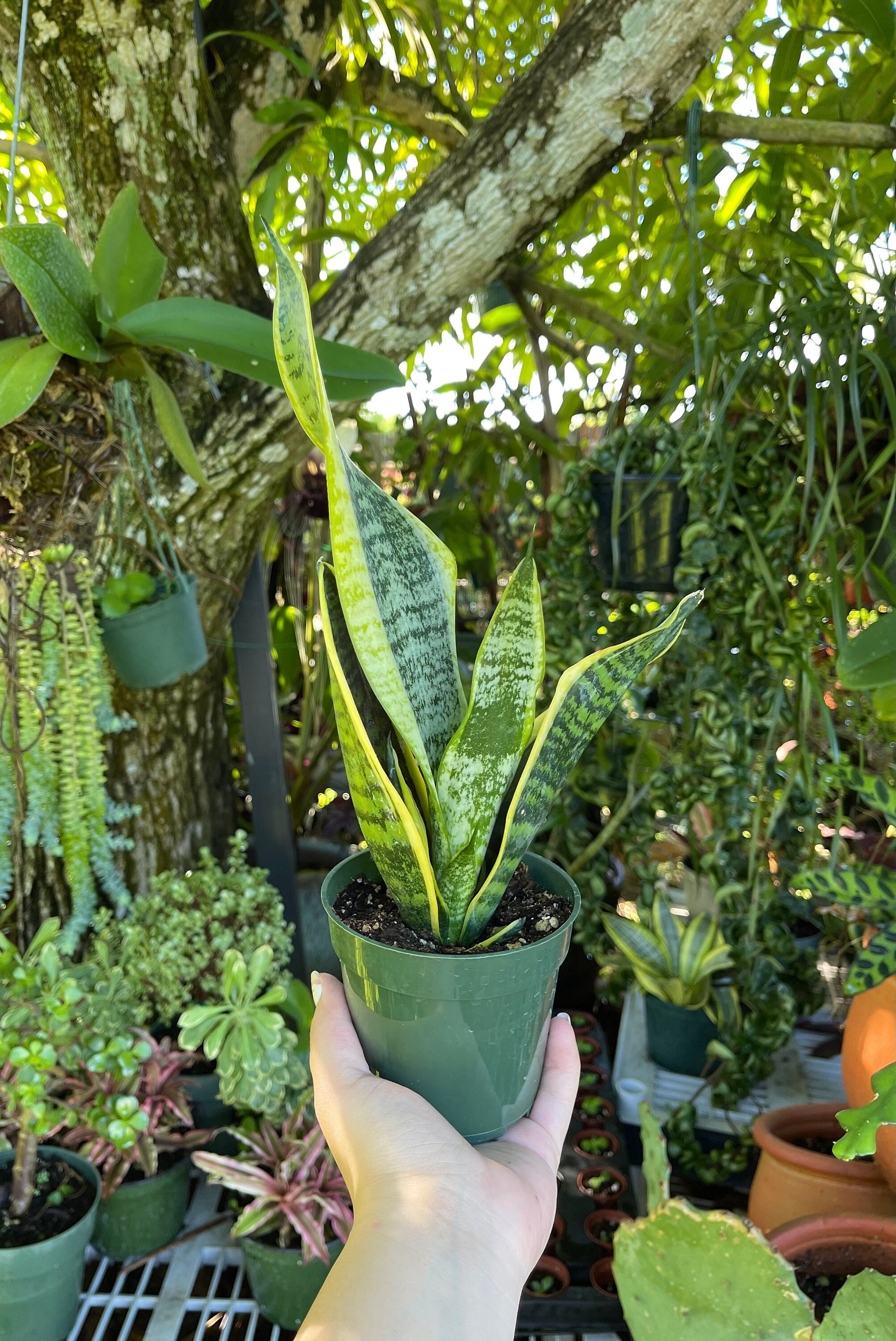 sansevieria in nature Sansevieria Laurentii, Snake Plants main image 0