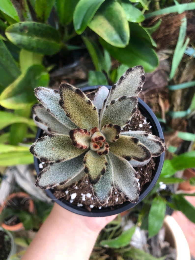 LilyParadiseFlowers Kalanchoe Tormentosa Succulent - Thumbnail 2
