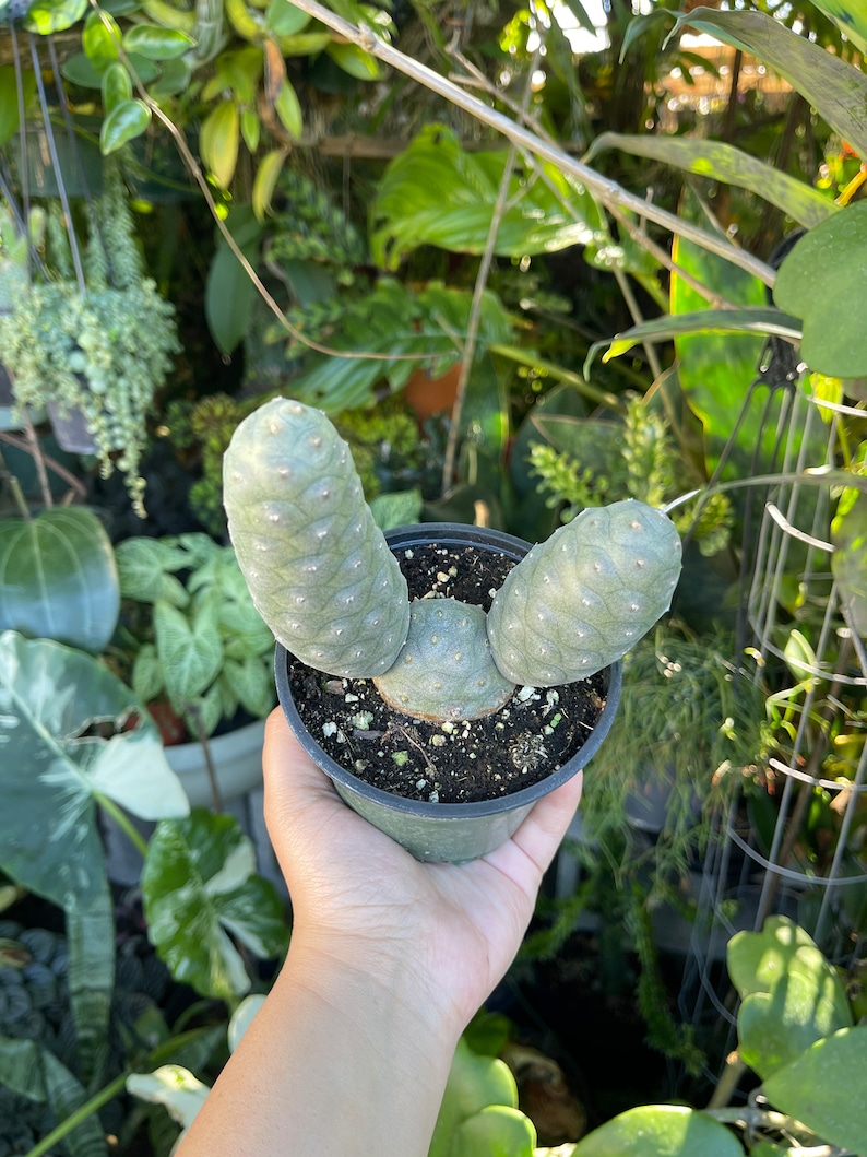 LilyParadiseFlowers Tephrocactus Articulatus Pine Cone Cactus - Thumbnail 3