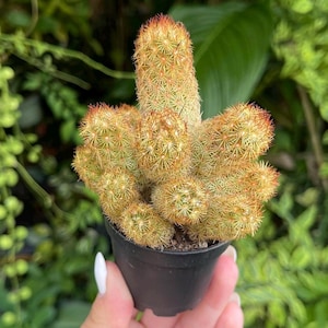 2” Mammillaria Elongata Lady Fingers Rare Cactus Succulent Live Cacti Plant