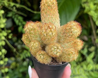 Mammillaria Columbiana BARE ROOT - Etsy