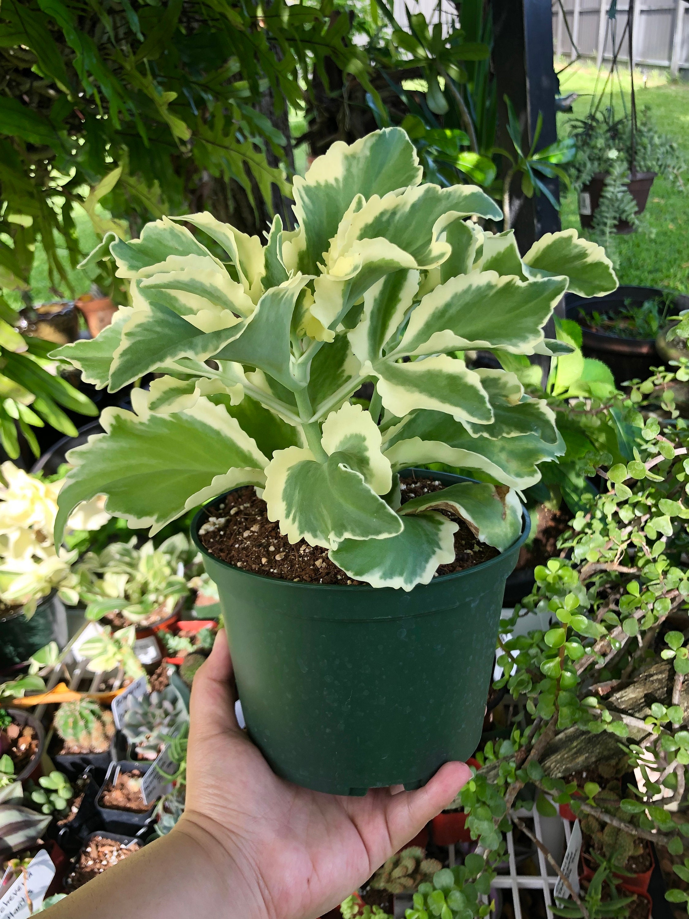 Kalanchoe Laciniata