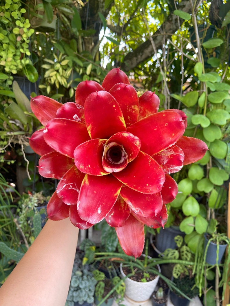 6 Neoregelia Lamberts Pride Bromeliad Rare Live Plant image 1