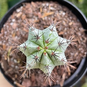 Striped Polaskia Chichipe Cactus Rare Succulent Live Cacti Plant image 5
