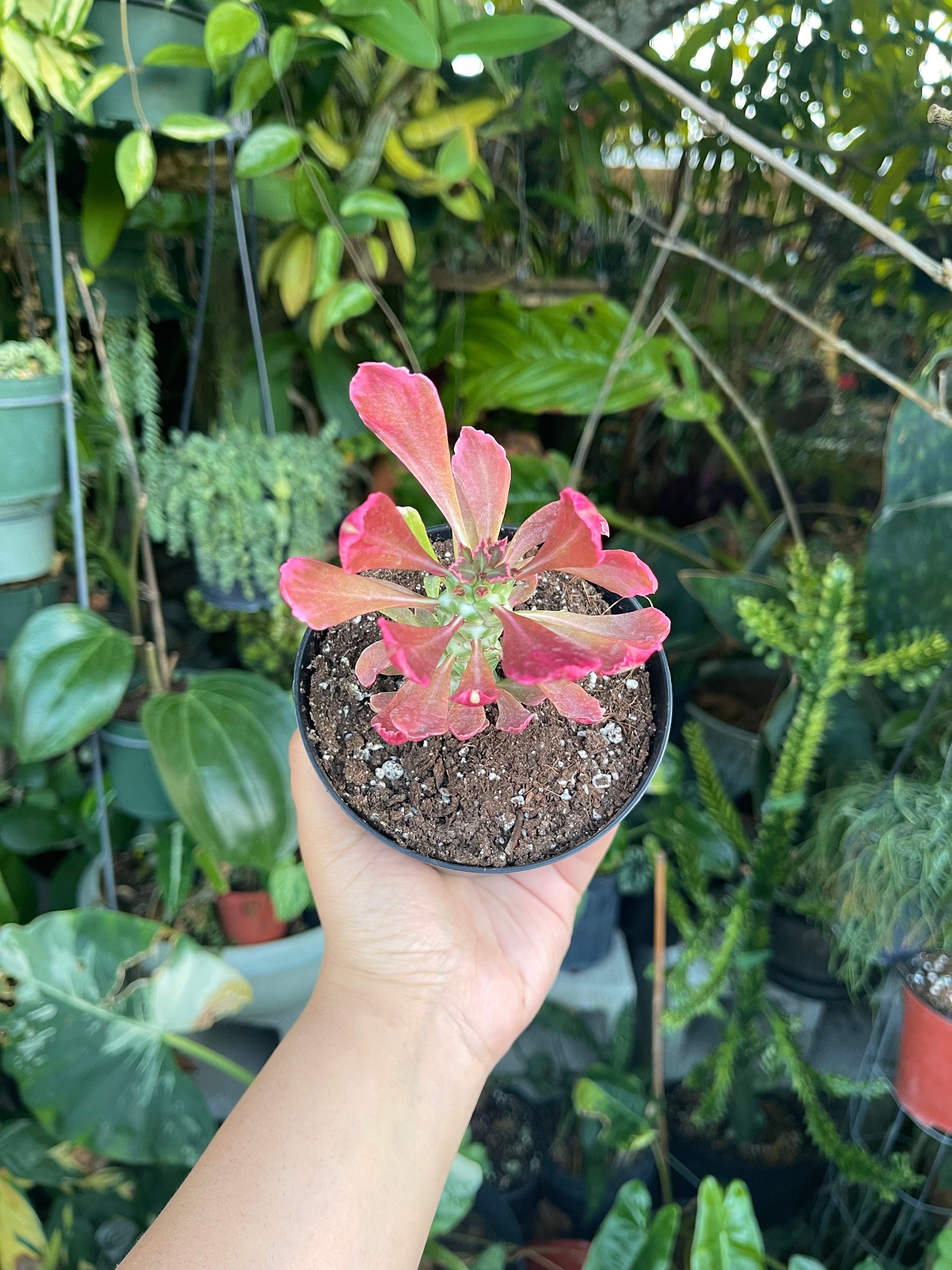 Euphorbia Monadenium Stapelioides F. Variegata Rare Succulent Live Plant -  Etsy