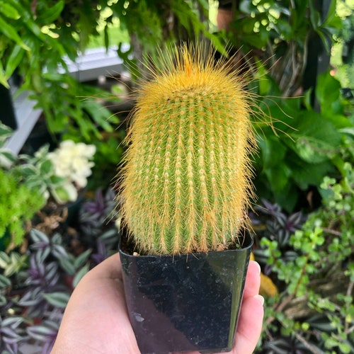 Parodia Leninghausii Golden Ball Rare Cactus Succulent Live Cacti Plant