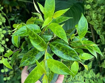 Hoya Inflata - Pick Your Plant, 4