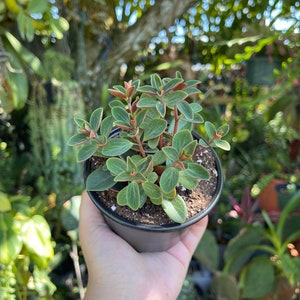 Peperomia Verticillata Red Twist Rare Succulent Live Plant image 5