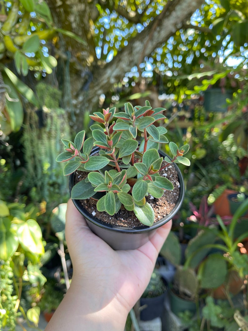 Peperomia Verticillata Red Twist Rare Succulent Live Plant image 5