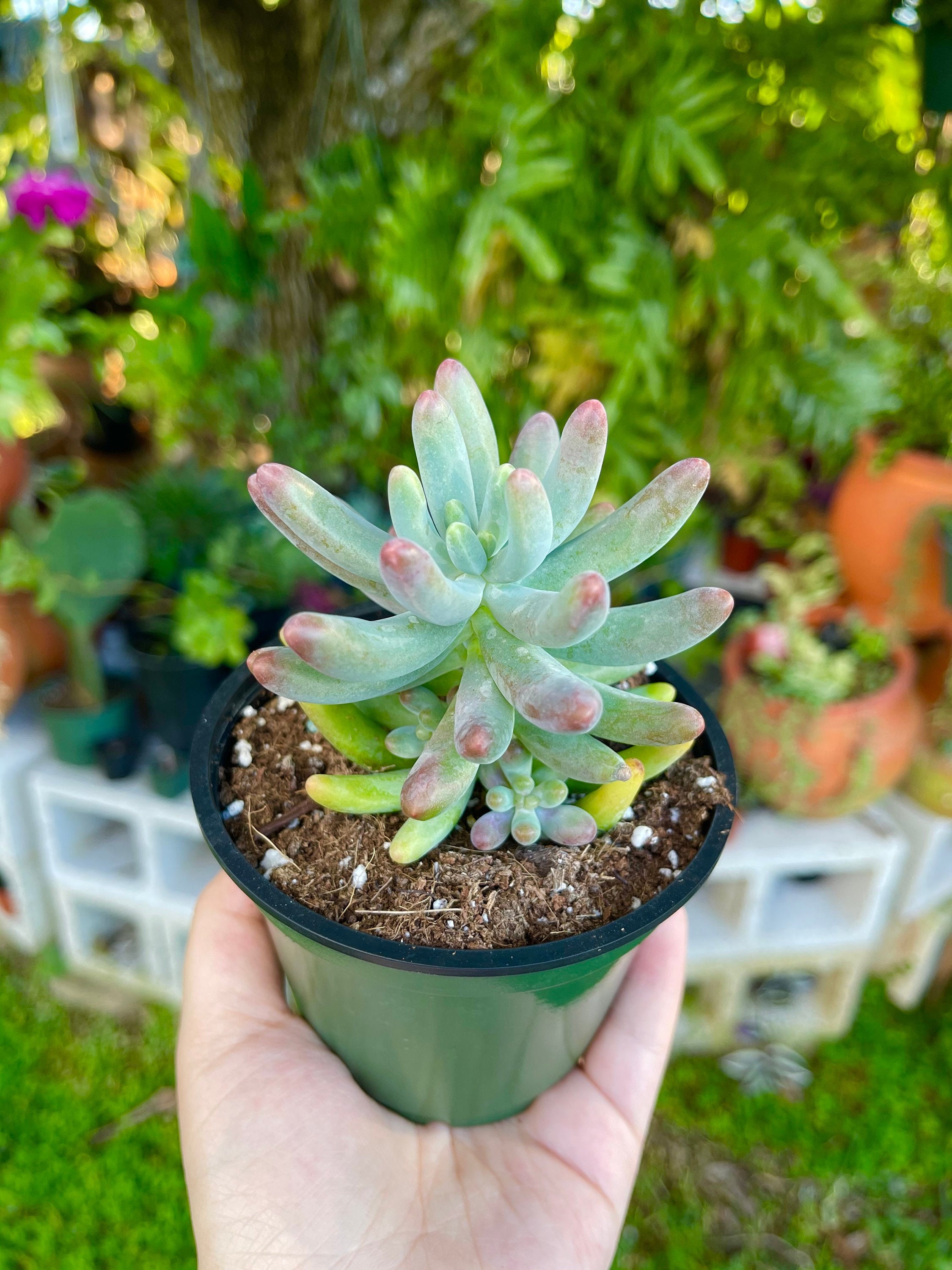 Sedum Pachyphyllum Jelly Bean Rare Succulent Live Plant Etsy