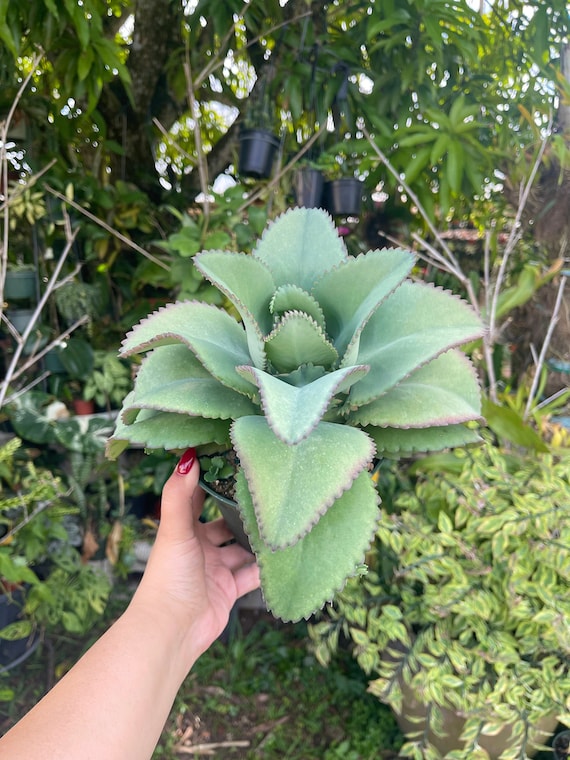6 Large Kalanchoe Mother Of Thousands Rare Succulent Live Plant
