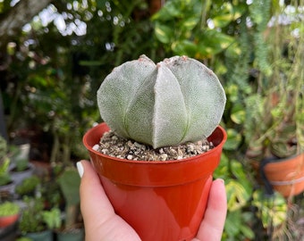 Details about   4-Cut 4CM Succulent Cacti Live Plant Hybrid Astrophytum Myriostigma Lem Rare Pot 