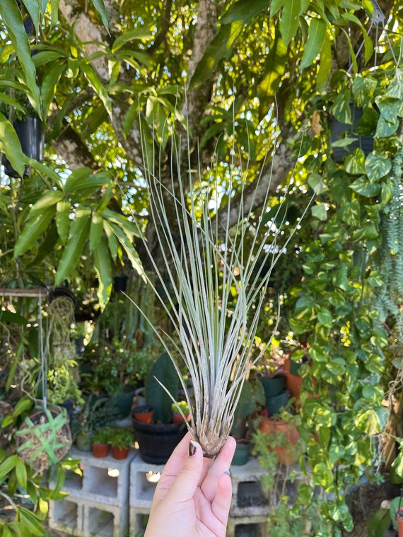 Large Tillandsia Juncea Live Air Plant - Etsy