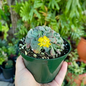 Titanopsis Calcarea Sheeps Tongue Rare Succulent Live Plant image 3