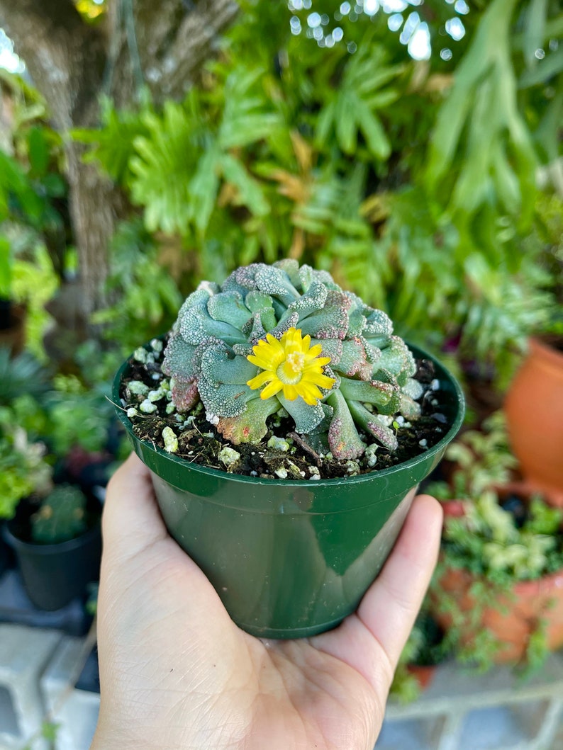 Titanopsis Calcarea Sheeps Tongue Rare Succulent Live Plant imagem 3