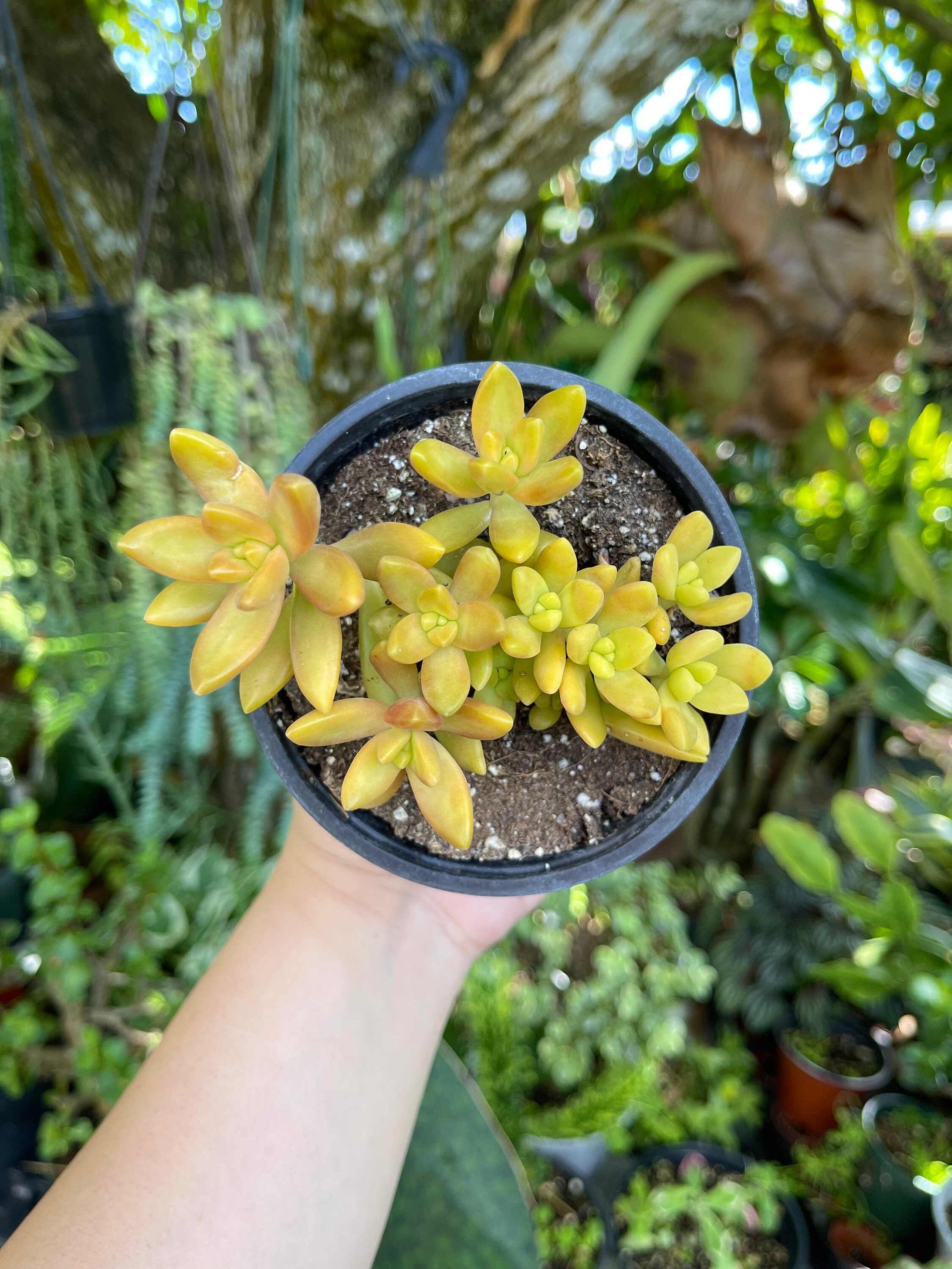 Yellow Sedum Nussbaumerianum Rare Succulent Live Plant - Etsy Israel
