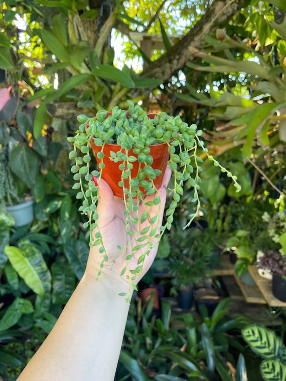 String of Beads ' Rain Drops ' Senecio Rare Succulent Live Plant - Etsy