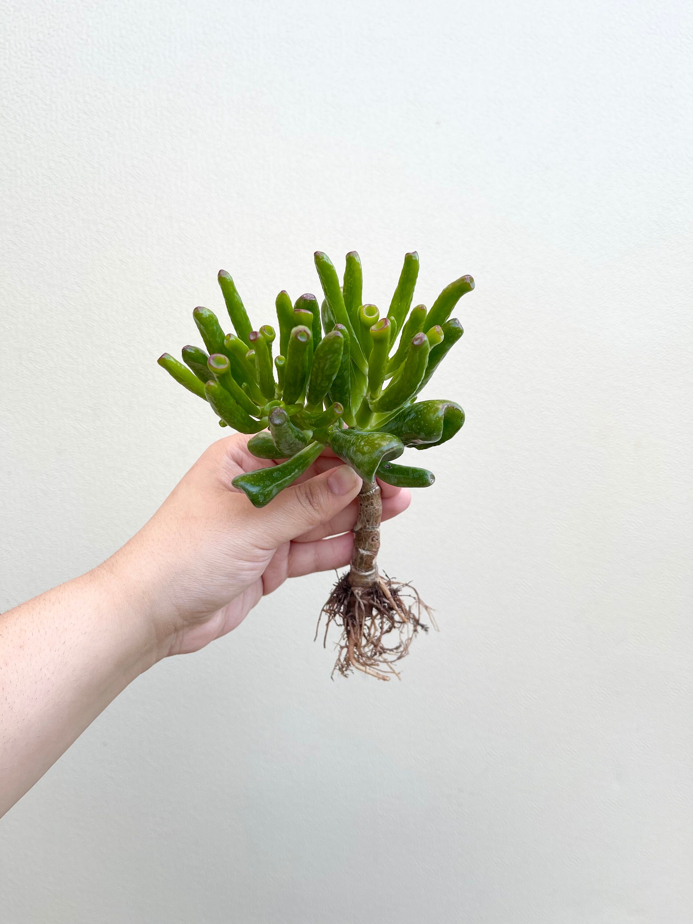 Crassula gollum  Arbre de Jade 50cm acheter ?