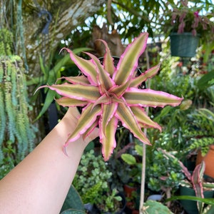 Cryptanthus Bivittatus Pink Starlite Rare Live Plant image 7
