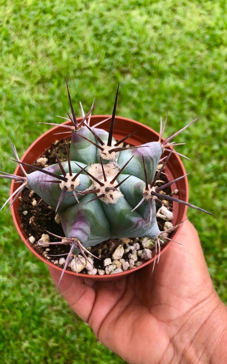 Purple Variegated Ferocactus Emoryi Covillei Blue Barrel Cactus Rare Succulent Live Plant image 1