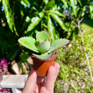 Mother Of Thousands Millions Kalanchoe Daigremontiana Mexican Hat Rare Succulent Live Plant image 8