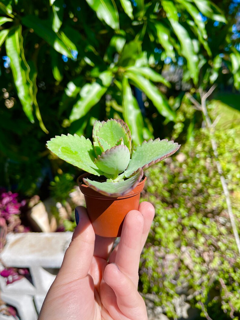 Mère de milliers de millions de personnes, Kalanchoe Daigremontiana Mexican Hat, plante vivante succulente rare image 8