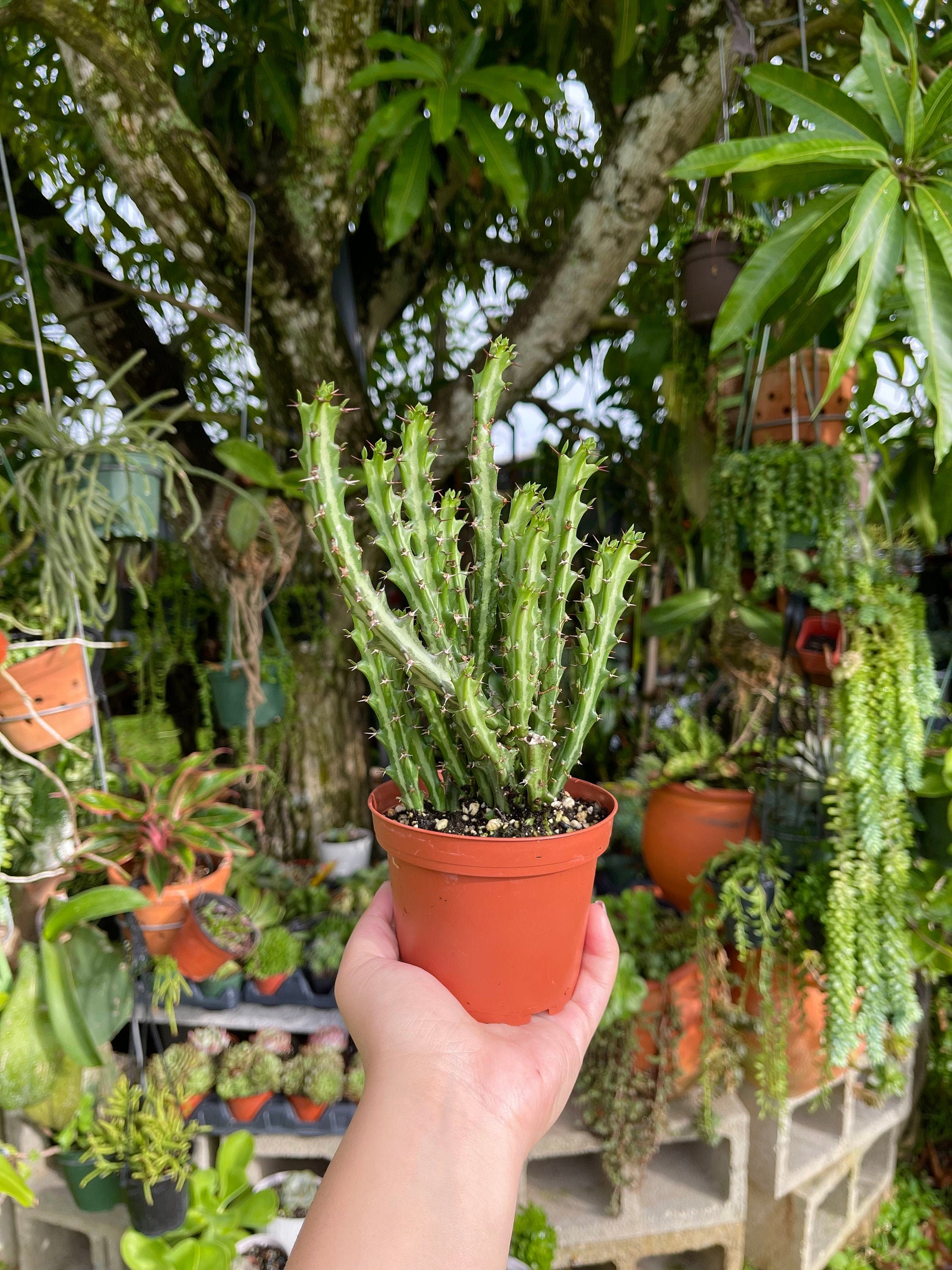 Euphorbia Knuthii Cactus Rare Succulent Live Cacti Plant