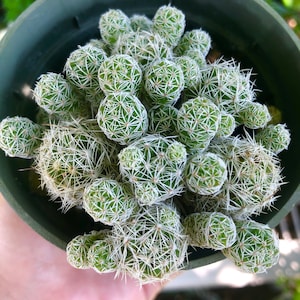 Op de afbeelding: Een close-up van een kleine cactusplant met veel groene, ronde segmenten en witte stekels. De cactus groeit in een groene plastic pot.