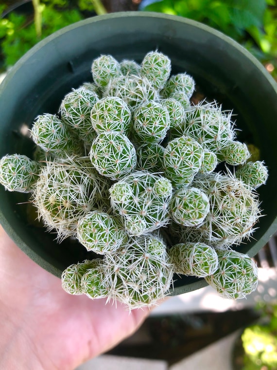 Thimble Cactus Mammillaria Gracilis Fragilis Cacti Rare Succulent Live Plant
