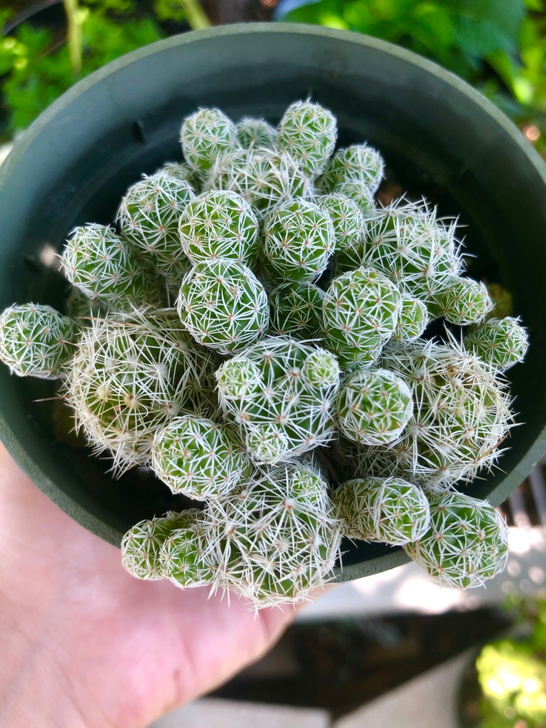 Op de afbeelding: Een close-up van een kleine cactusplant met veel groene, ronde segmenten en witte stekels. De cactus groeit in een groene plastic pot.