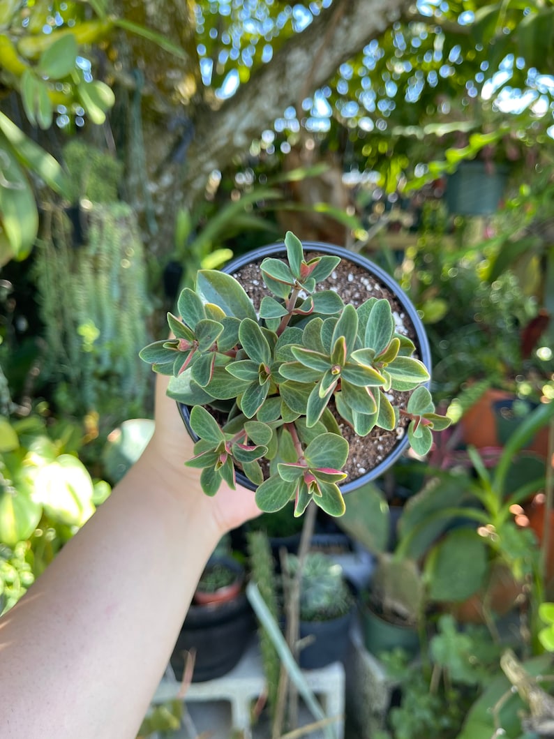 Peperomia Verticillata Red Twist Rare Succulent Live Plant image 7