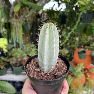 Striped Polaskia Chichipe Cactus Rare Succulent Live Cacti Plant image 4