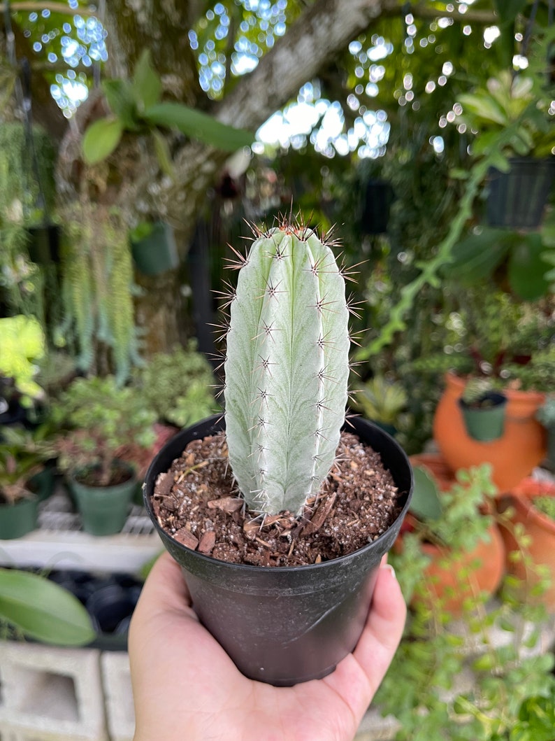 Striped Polaskia Chichipe Cactus Rare Succulent Live Cacti Plant image 4