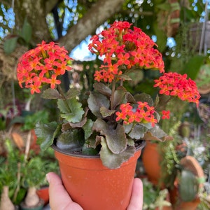 Kalanchoe Blossfeldiana Flaming Katy, seltene lebende Sukkulentenpflanze Bild 5