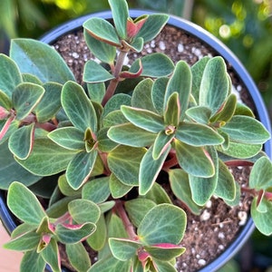 Peperomia Verticillata Red Twist Rare Succulent Live Plant image 4