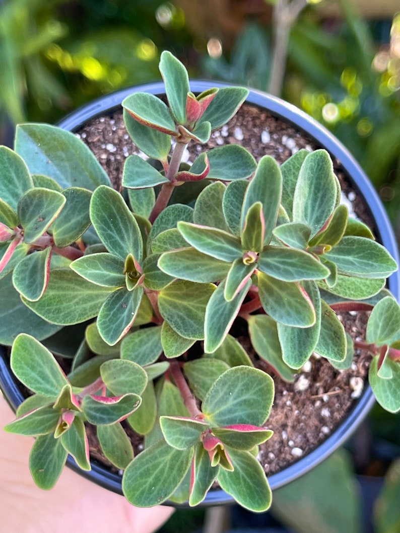 Peperomia Verticillata Red Twist Rare Succulent Live Plant image 4